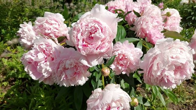 Пионы Бразер Чак в первом цветении и красавица Сара Бернар. Конец июня 2021 г. смотреть онлайн