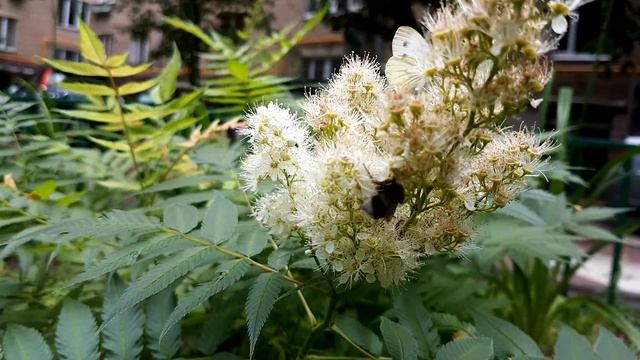 Шмель и бабочка капустница на рябине сибирской смотреть онлайн