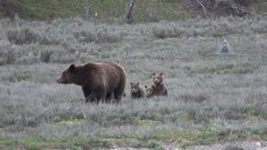 Медведица с медвежатами