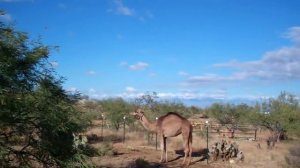 Camel vs Girl (in race!)