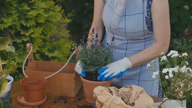 Master the Art of Lavender Love: Indoor Gardening Tips That'll Change Everything!
