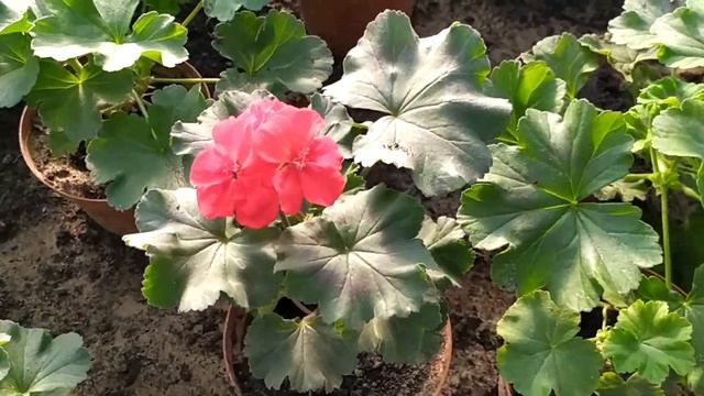 НАШ ТОП СПИСОК ЦВЕТОВ ДЛЯ ЧЕРЕНКОВАНИЯ. НАГЛЯДНЫЙ ОБЗОР смотреть онлайн