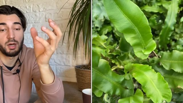 Обзор комнатных растений из магазина за чашечкой кофе смотреть онлайн