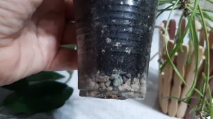 НЕ ДЕРЖУ СЛОВО! Хойя Карноза и Ретуза. 10.12.2022.