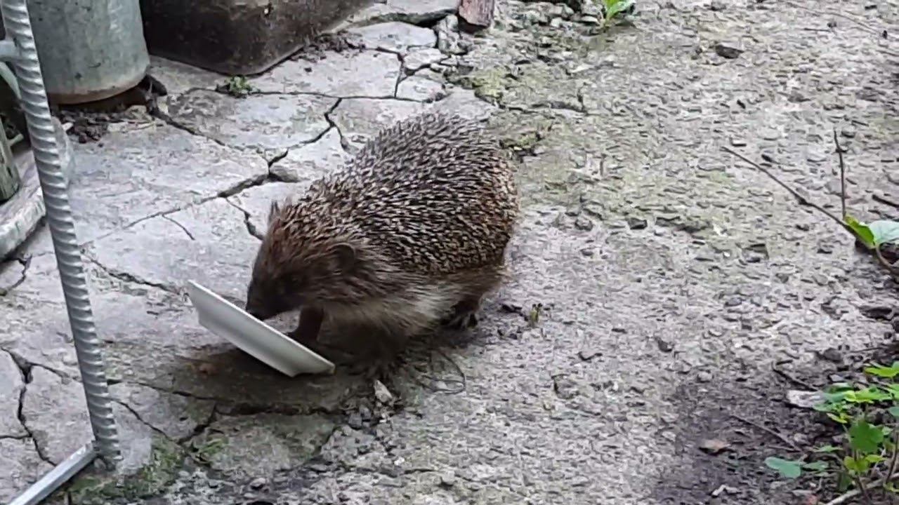 Ёж доедает пакетик мягкого корма за кошкой 2022 смотреть онлайн