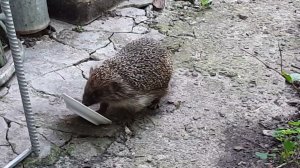 Ёж доедает пакетик мягкого корма за кошкой 2022