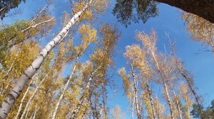 Шелест листьев / rustle of leaves ⚡