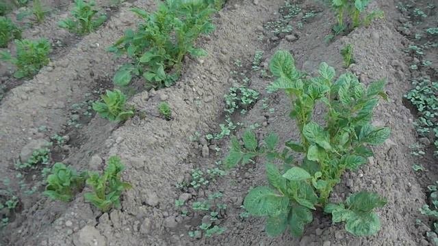 горчица активно взошла по окученной картошке