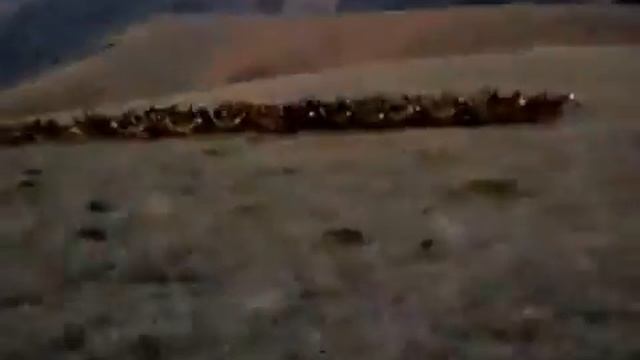 Олени. Сколько тут оленей? Смотреть со звуком. смотреть онлайн