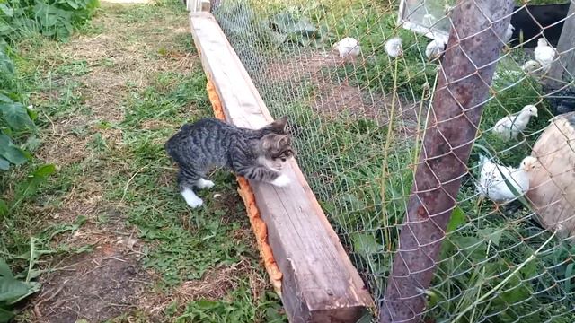 Потерялся мой Барсик! где то в начале ул. Мичурина. нашедших просьба вернуть. смотреть онлайн