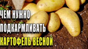 Чем подкормить картофель весной, для хорошего роста летом