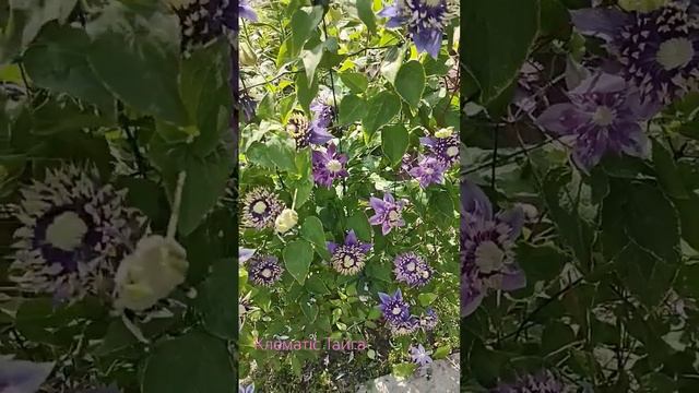 Клематіс Тайга. смотреть онлайн