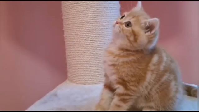 Deckkater, bkhkitten, bkhkatzen,Tiere2020,Witzen2020,cats,кошки и котята британские,смешные приколы смотреть онлайн