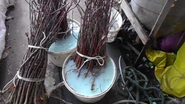 Как я подготавливаю подвои для зимнего хранения.
