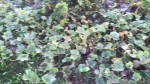 Польза сапропеля( прудового ила) для картошки- эксперимент.часть 2.