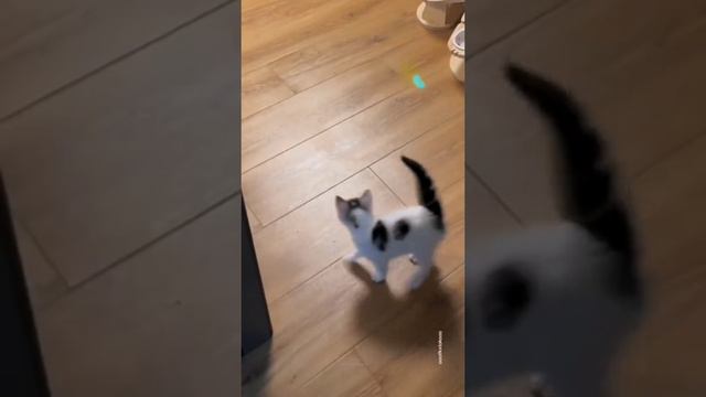 Смешные животные 🤣🤣🤣🤣🤣😂👍🏻👍🏻👍🏻🐺🐺🐎🐄🐑🐏🐭🐀🐀🐁🦛🐑🦘🐣🐓🐥🐶🐱🐩 сборник милых зверей смотреть онлайн