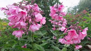 Цветы Северная Флора флоксы