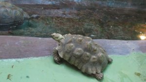 Черепаха пытается добраться до бассейна // Московский Зоопарк 2019