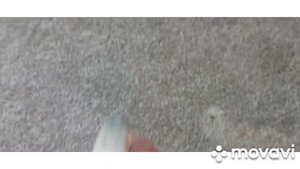 Как избавиться от пятен  и запаха на коврах от собак