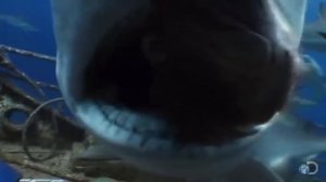 Топ 10 Самых Опасных Акул в Мире