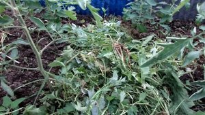 МУЛЬЧИРОВАНИЕ томатов в теплице