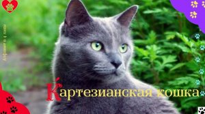 Алфавит в 4 лапы/К: Картезианская кошка или Шартрез/История породы/ характер/отличительные черты