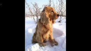 Про Английского- Кокер-Спаниеля + плюсы и минусы.