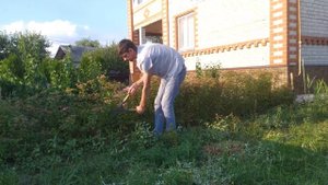 Живая изгородь из спиреи.Spiraea. Первая стрижка и формировка.