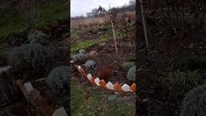 Нужно ли укрывать лаванду на зиму?