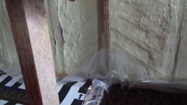Альтернатива дорогим ящикам/Разведение червя дендробена