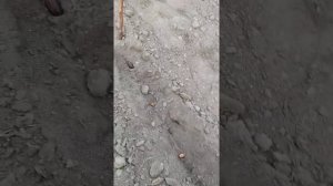 посадка пророщенных косточек горького миндаля в грунт