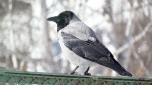 Серая ворона ( Corvus cornix )