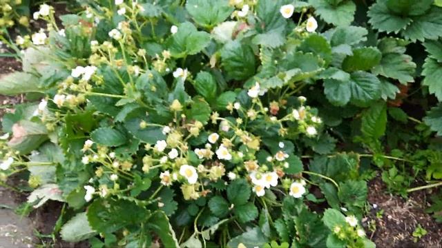 клубника/земляника Сладкоежка смотреть онлайн