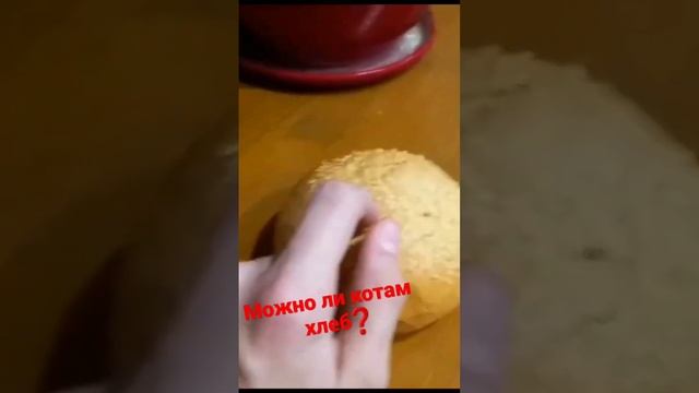 Можно ли коту есть хлеб. #shorts смотреть онлайн