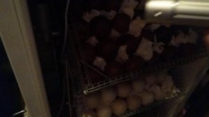 Процесс овоскопирования наглядно!// Самый лучший овоскоп! // Секреты хороших урожаев.