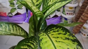 Диффенбахия Тропик Сноу Многолетники Сибири