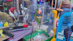 Собачий Рынок Одесса. Птичий Рынок. Староконный Рынок. Продажа Птиц, Рыбок, Крысы