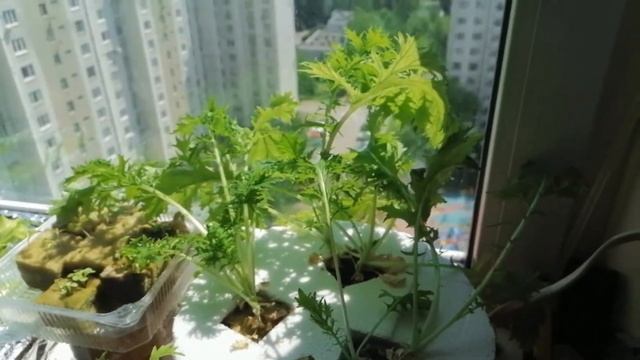 Полив огорода на балконе. Урожай японской капусты на гидропонике. смотреть онлайн