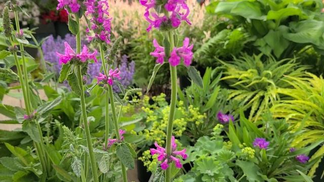 Stachys 'Summer Romance' (Betony) // Easy to Grow perennial with strong, sturdy spikes of color! смотреть онлайн