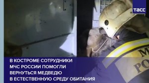 В Костроме сотрудники МЧС России помогли вернуться медведю в естественную среду обитания #shorts