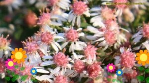 Астра бокоцветная Горизонтальс. Краткий обзор, описание aster lateriflorus horizontalis Horizontali