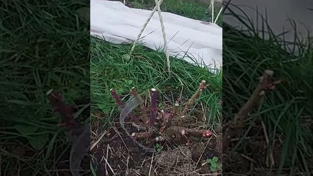Обрезка роз на зиму.