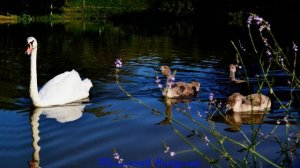 Гляжу в озера синие, в полях ромашки рву