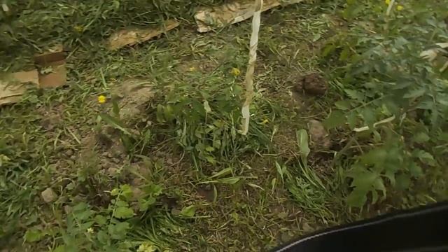 Томаты на дернине смотреть онлайн