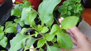 Рассада петунии растет на глазах. Подкормки, полив, прищипка. Мой опыт