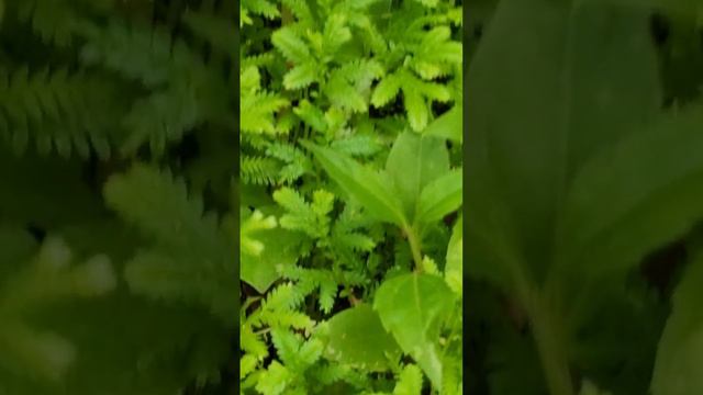 selaginella смотреть онлайн