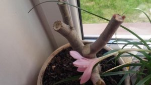 Денежное дерево , вот результат...