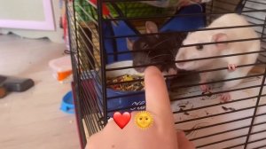 ??Даю крысам одуванчики ??