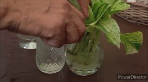 Marble Queen Pothos-Use of Aloevera Gel for easy propagation in water//15 days update//100% success