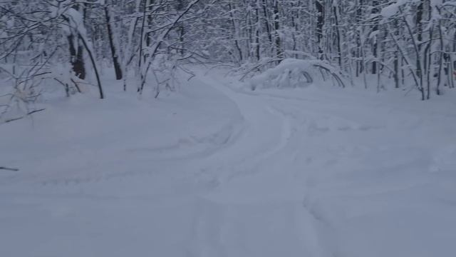 Жизнь на Урале/Спасли в Лесу еще одного Жеребенка/Башкирская порода лошадей